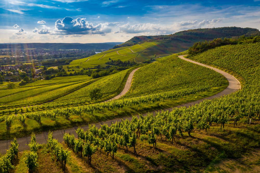Yarra Valley Tour from Melbourne